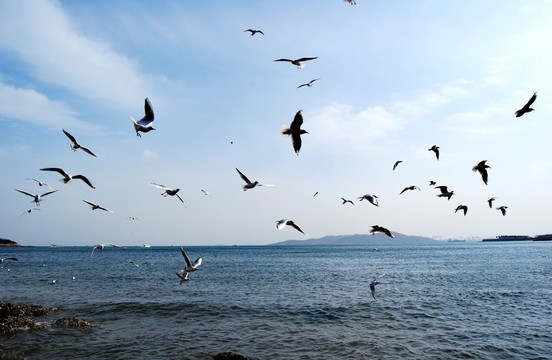空中盤旋的海鷗