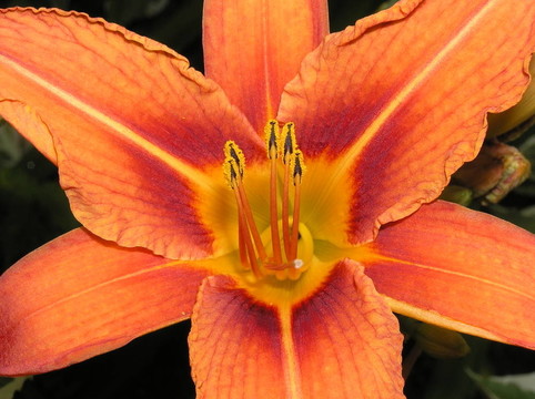 黃花菜