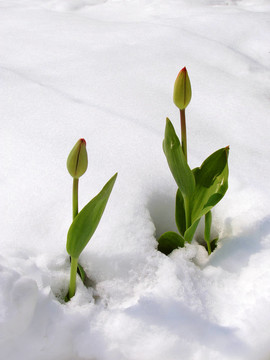 郁金香在雪