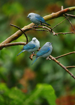 treesome