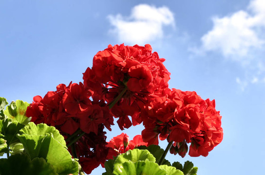 紅色的花在