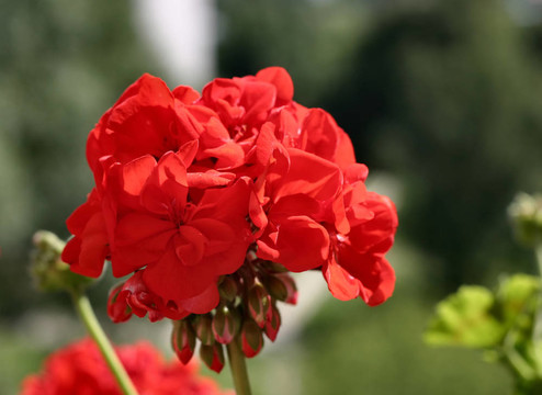 紅色花序
