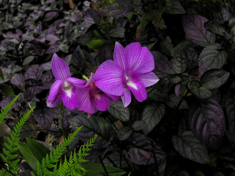 蘭花4