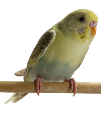 鳥(niǎo)鸚鵡