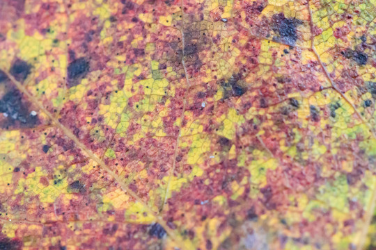 楓葉 葉片 微距