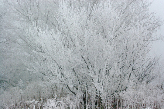 Frost先生5