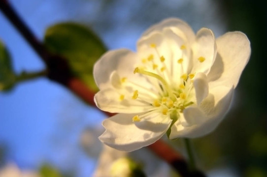 梅花盛開