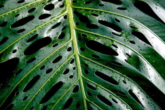 雨落葉