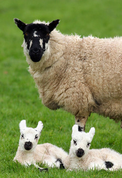 Mother Sheep和雙胞胎羔羊