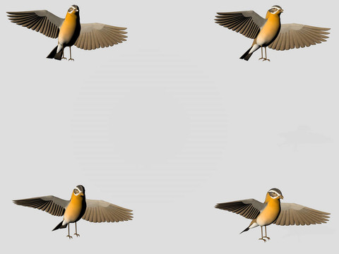 鳥類-復(fù)制空間