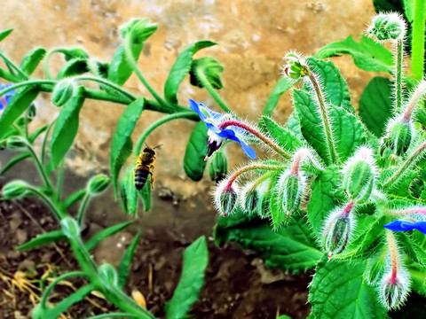 蜜蜂飛行