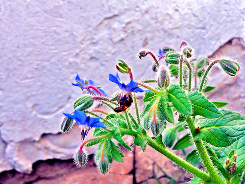 蜜蜂在藍(lán)色的花