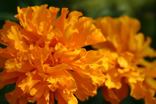 橙色的花