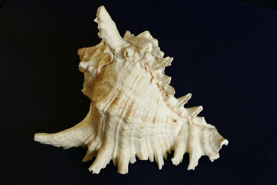 shell3