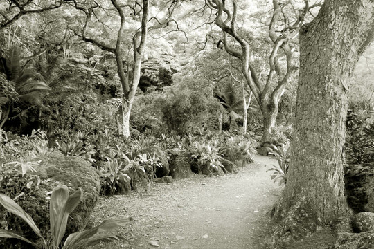 在威美亞山谷的奧杜邦中心在瓦胡島的熱帶雨林；夏威夷