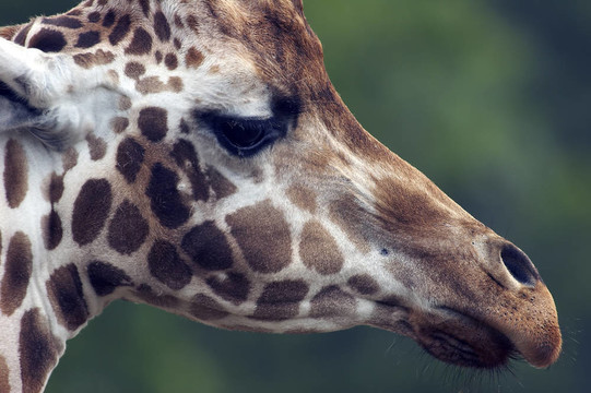 極端的Giraffe Head Closeup