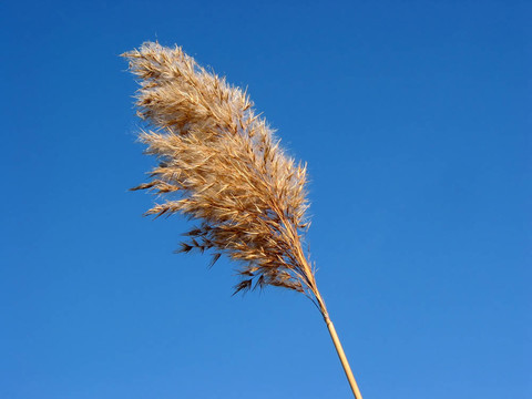 干蘆葦花草