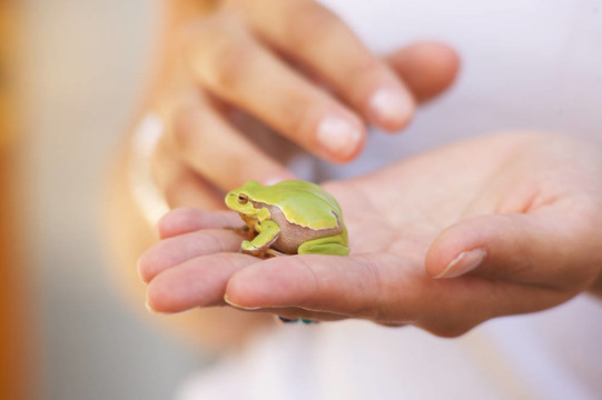 綠色的青蛙- GR脙錄NER froschgreen青蛙Gr？羅斯