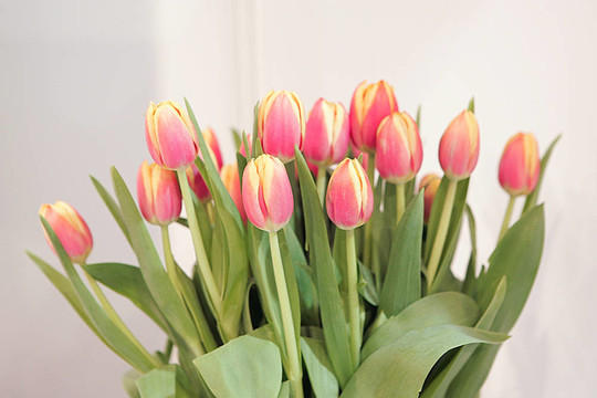 郁金香- Tulpen