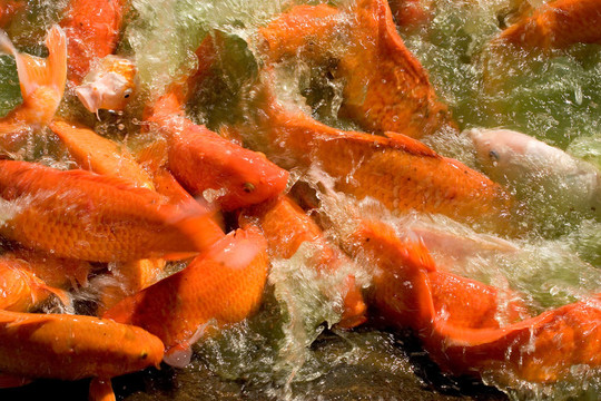 吞食魚2