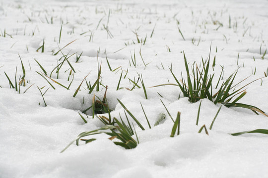 積雪草