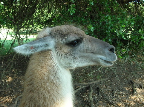 guanaco-2