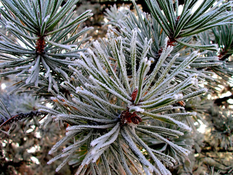 云杉；針葉；松樹；針葉；雪；新的