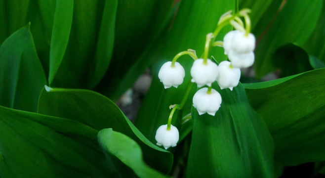 山谷的百合花