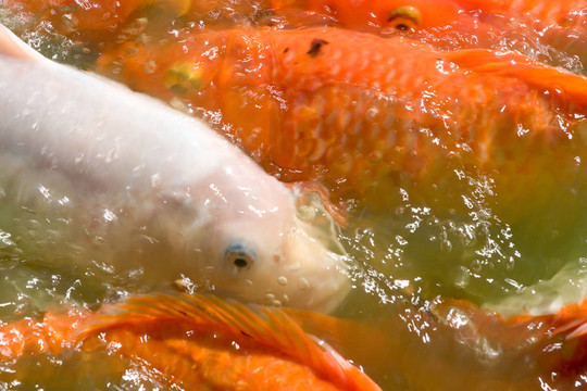 吞食魚5