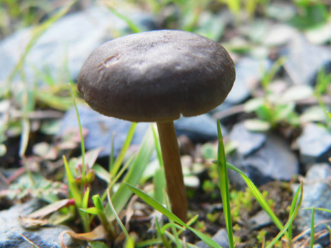和小蘑菇