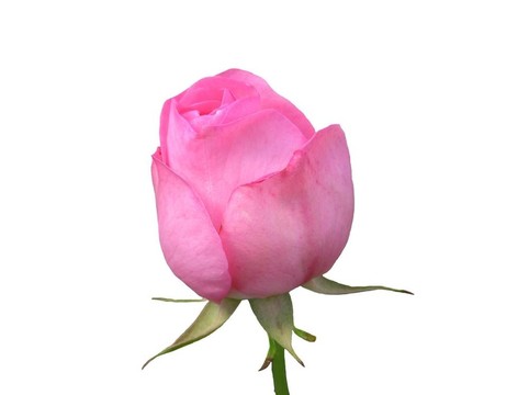 今天的萌芽；Bloom Tom