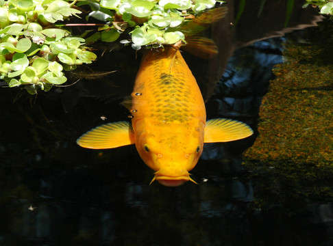 池塘里的魚(yú)