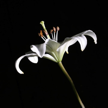 白百合