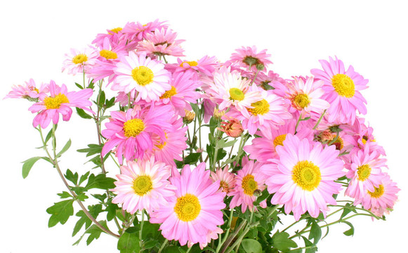 菊花白