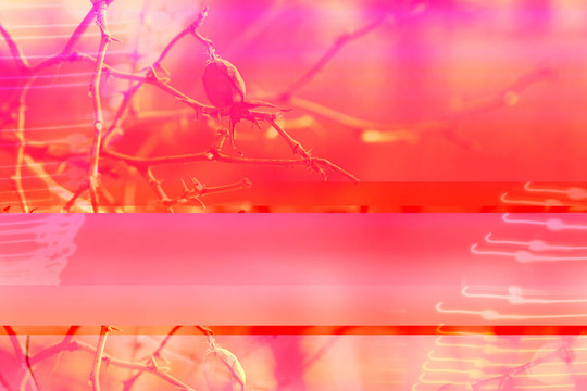 冬季漿果數(shù)字拼貼在粉紅色
