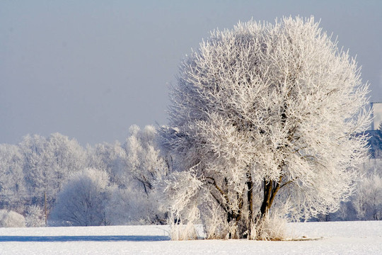 wintertree