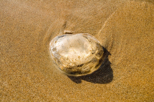 水母