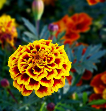 黃色和紅色的花