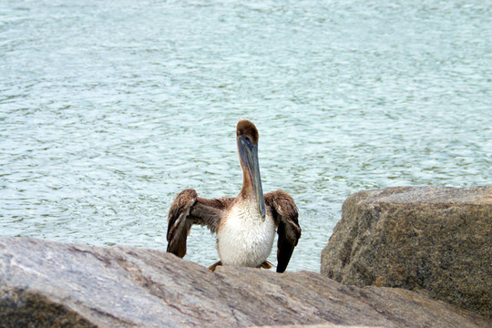 不成熟的Brown Pelican