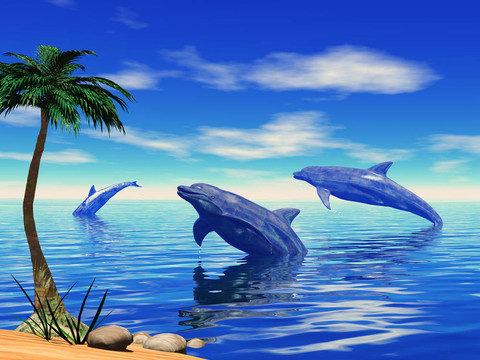 海豚嬉戲