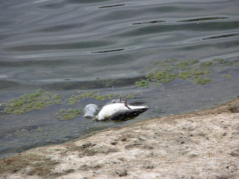 死海鷗