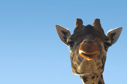 geiraffe