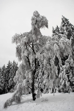 冰雪景觀11