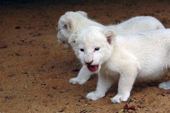 白獅幼崽