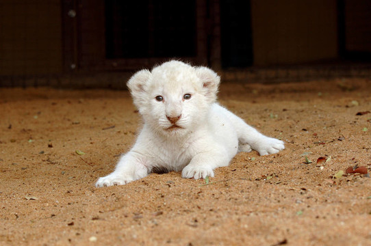 白獅幼崽