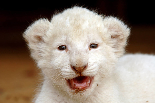 白獅幼崽