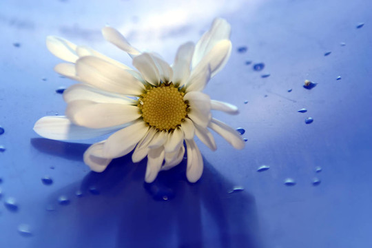 daisies7