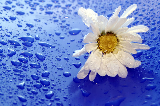 daisies9