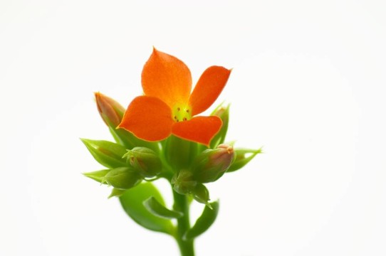 紅色的長壽花