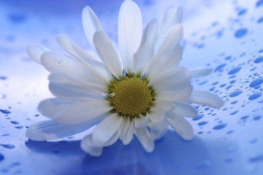 daisies8